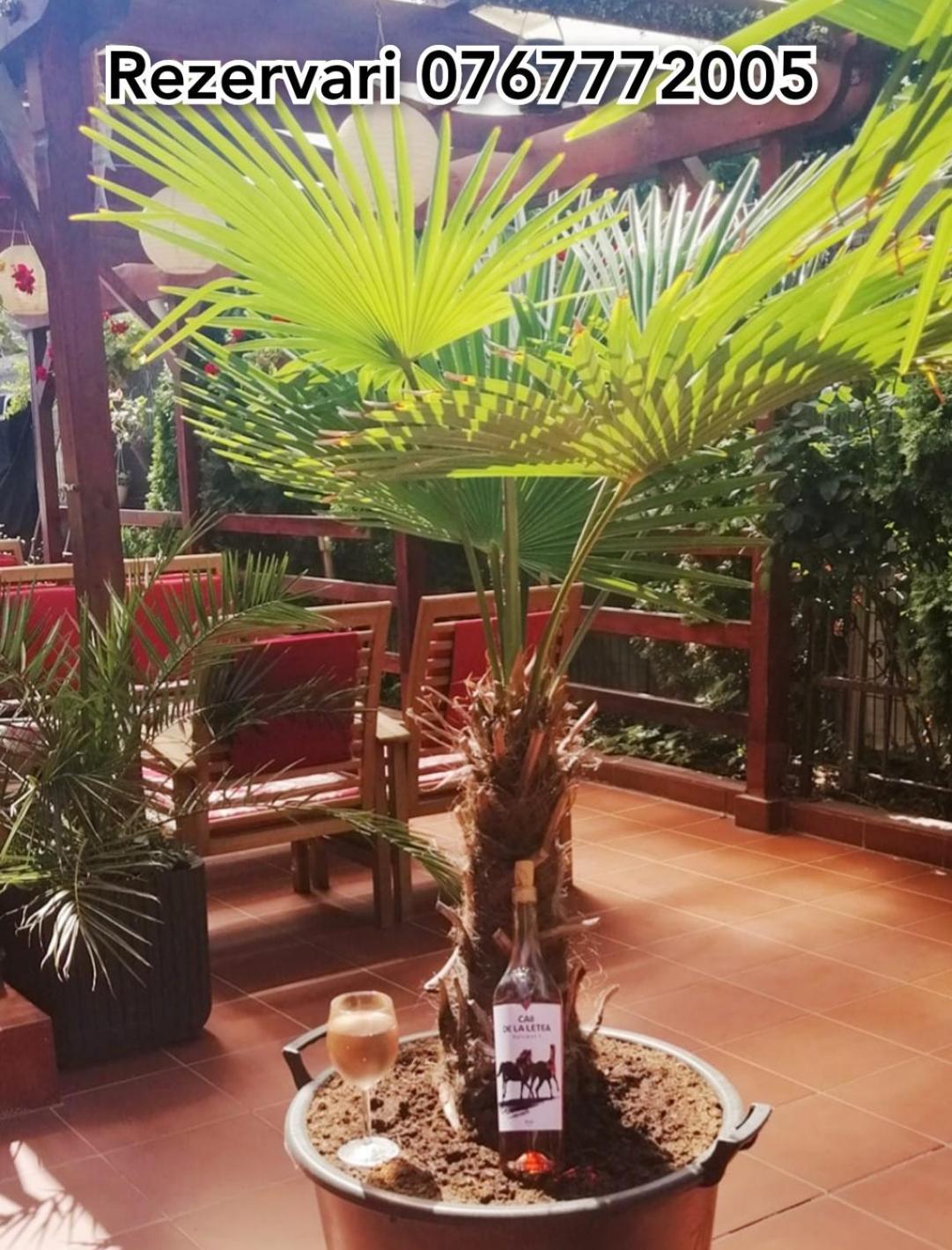 Vila Floarea Etiquette كوستِنيست المظهر الخارجي الصورة